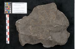Foto (Objekt + Etikett) von Odontopteris minor Brongniart (NHMW-GEO-2024-0188-10715)